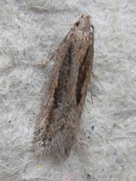 Mirificarma mulinella 